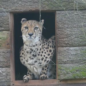 Cheetah, January 2021
