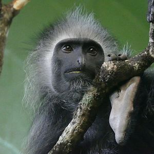 King colobus, January 2021