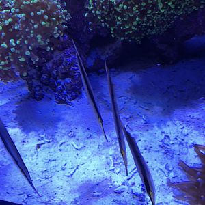 Can anybody id these fish