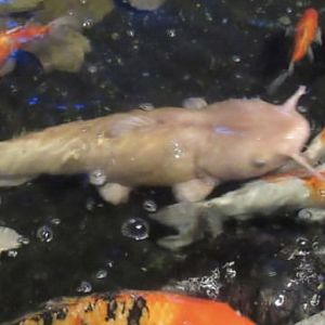 Can anybody id this catfish