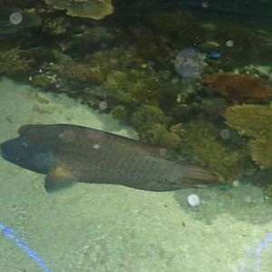 Can anybody id this fish