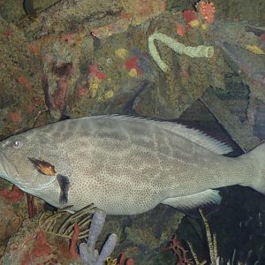 Can anybody id this fish