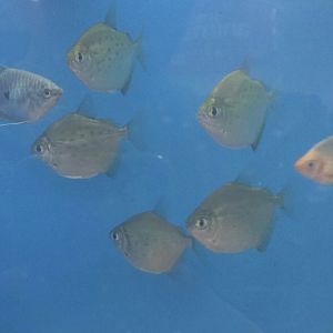 Can anybody id these fish