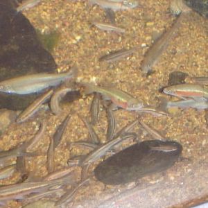 Can anybody id these fish