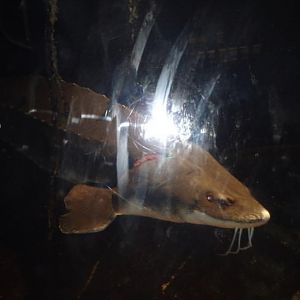 Can anybody id this fish