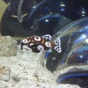 Can anybody id this fish