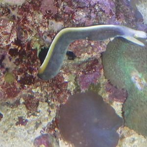 Can anyone id this eel