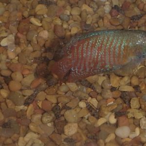 Can anybody id this fish