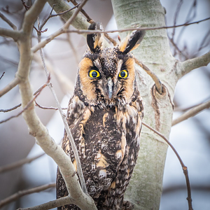 Long-eared Owl