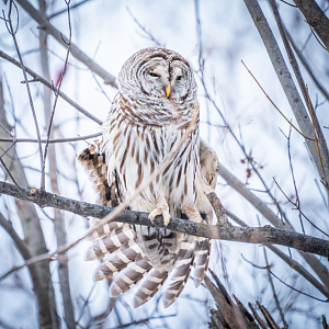 Barred Owl