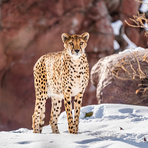 Emma the female Cheetah