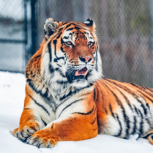 Vasili the male Amur Tiger