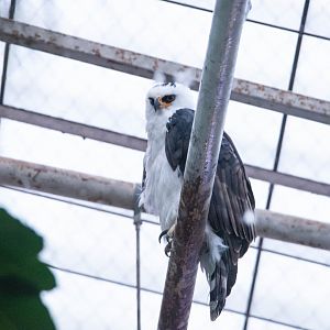 Black-and-white Hawk-Eagle