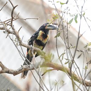 Pale-mandibled Aracari