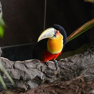 Red-breasted Toucan