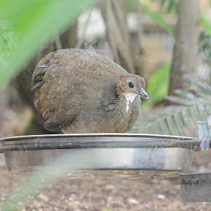 Great Tinamou