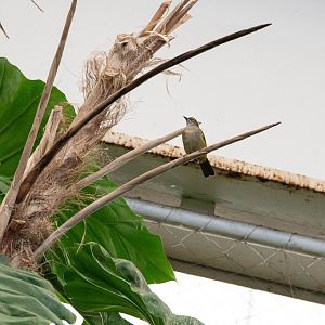Fulvous-crested Tanager