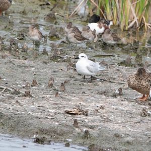 Gull-billed Tern- Gelochelidon nilotica