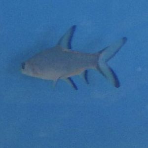 Can anybody id this fish