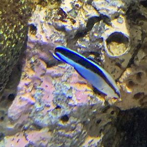 Can anybody id this fish