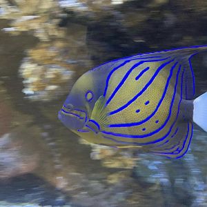 Can anybody id this fish