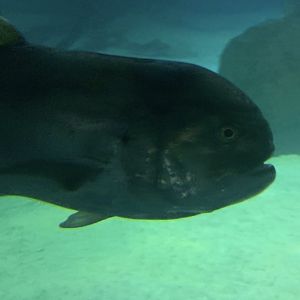 Can anybody id this fish