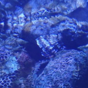 Can anybody ID this fish