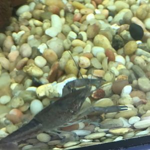 Can anybody idea this crustacean