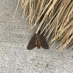 Can anybody id this moth