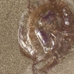 Can anyone id this jelly