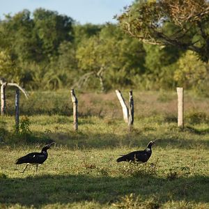 Pair of Horned Screamer (Anhima cornuta)
