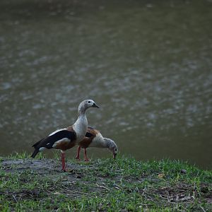 Pair of Orinoco Goose (Neochen jubata)