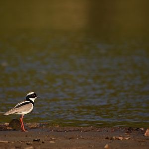 Pied lapwing (Vanellus cayanus)