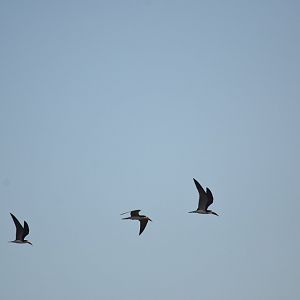 Black skimmer (Rynchops niger)
