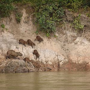 Capybara (Hydrochoerus hydrochaeris) with offspring