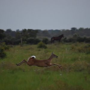 Female white-tailed deer (Odocoileus virginianus)