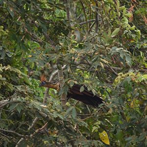 Hoatzin (Opisthocomus hoazin)