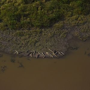 Spectacled caiman (Caiman crocodilus)