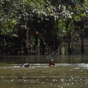 Giant otter family group (Pteronura brasiliensis)