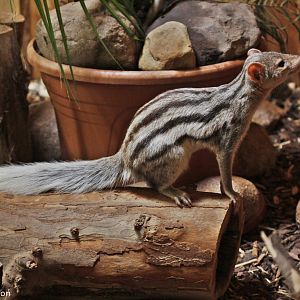 Grandidier's Vontsira (Galidictis grandidieri), October 2020