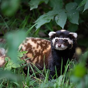 Marbled polecat - Vormela peregusna
