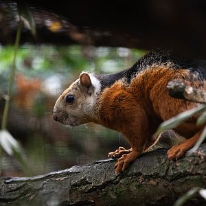 Red-flanked variegated squirrel - Sciurus variegatoides atrirufus