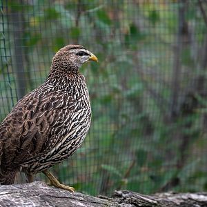 Double-spurred francolin - Pternistis bicalcaratus