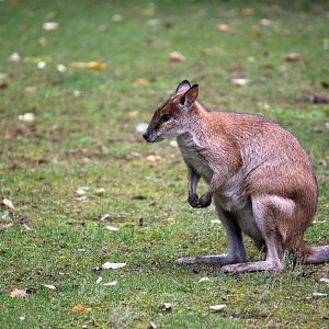 Papuan agile wallaby - Notamacropus agilis papuanus
