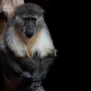 Golden-bellied mangabey - Cercocebus chrysogaster