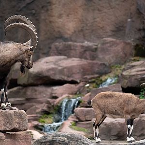 Nubian ibex - Capra nubiana