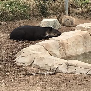 Baird’s Tapir (Tapirus bairdii) and Capybara (Hydrochoerus hydrochaeris)