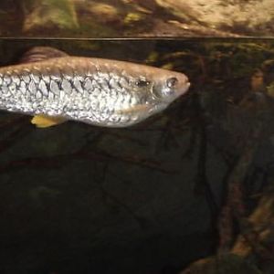 Can anybody id this fish