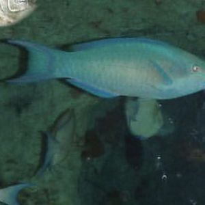 Can anybody id this fish