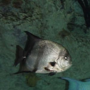 Can anybody id this fish